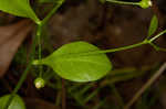 Seaside brookweed <BR>Water pimpernel